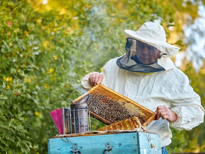 honey farm - beekeeper smoking the hive