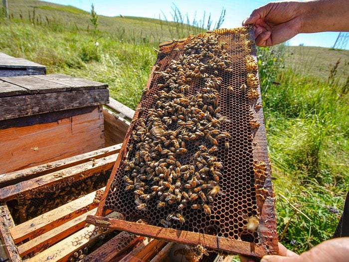 honey farm - beekeeper holding honeycomb