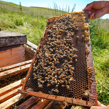 honey farm Canada - examining beehive