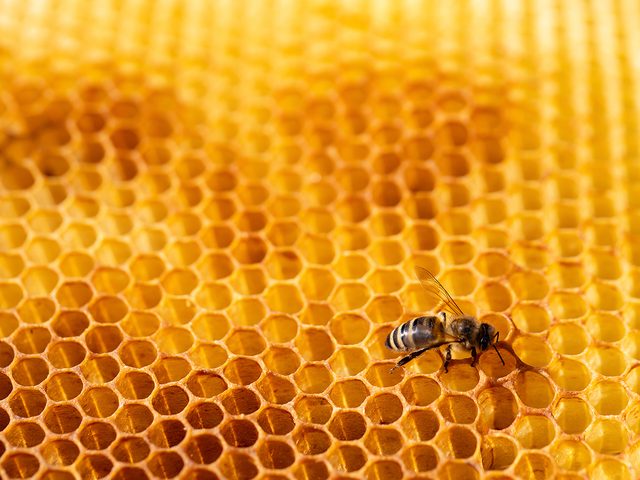 honey farm - bee on honeycomb