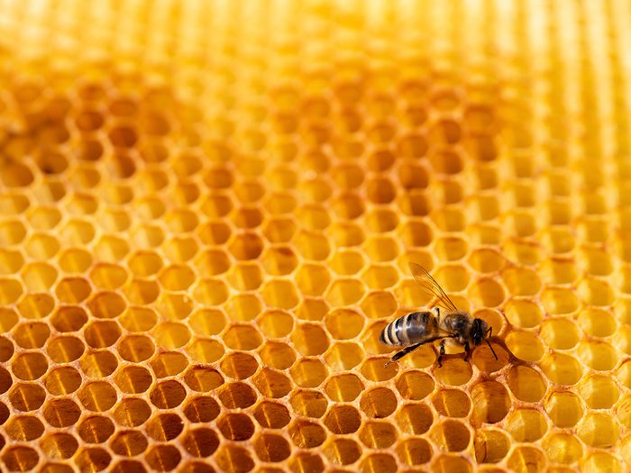 honey farm - bee on honeycomb