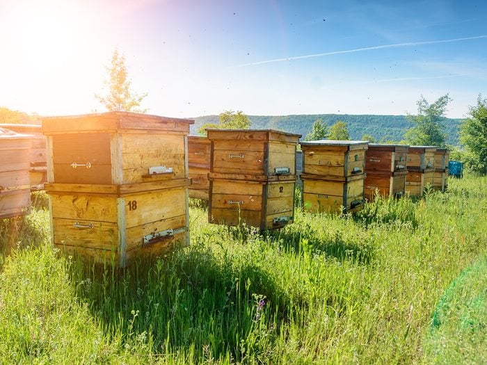 honey farm - row of bee hives