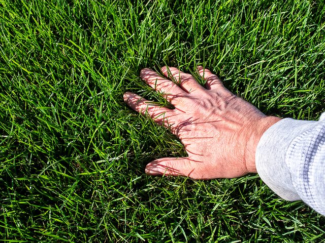Man inspecting lawn with hand