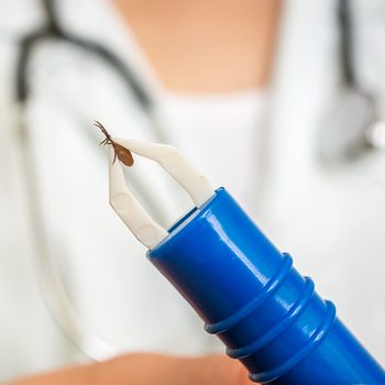 Tick borne disease in Canada - doctor holding tick in tweezers