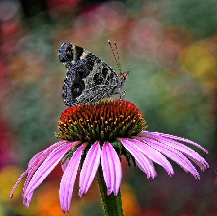 American Lady Butterfly On Cone Flower