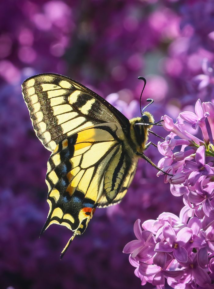 Baird's Swallowtail On Lilac