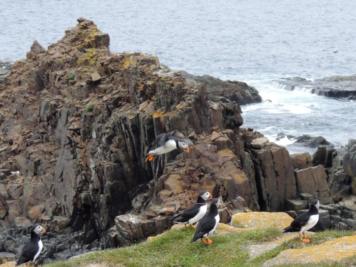 Beautiful Pictures Of Canada - Puffins In Elliston