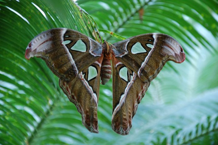 Brown And Green Butterfly