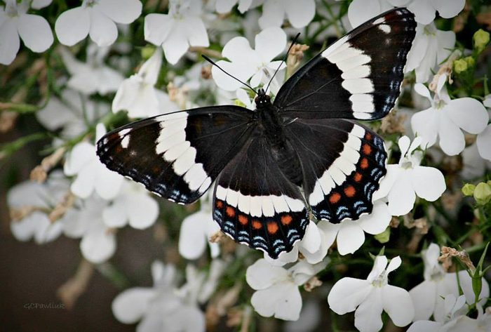 Butterfly On White Flowers