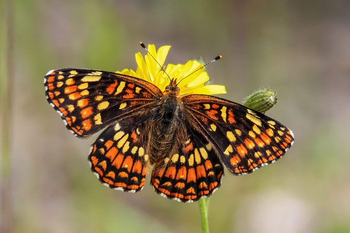 Butterfly Pictures Anicia Checkerspot