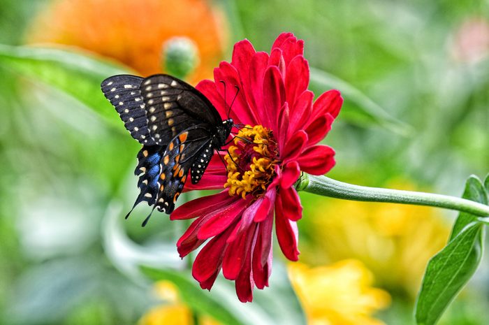 Butterfly Pictures Black Swallowtail On Zinnia Flower