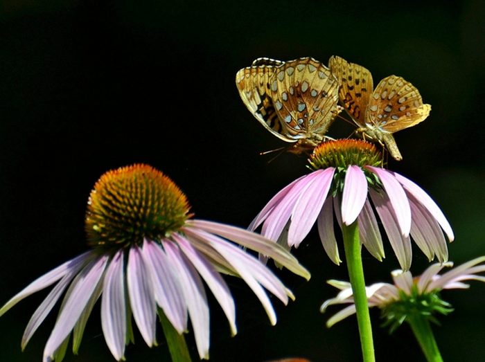 Butterfly Pictures Butterflies Enjoying Nectar
