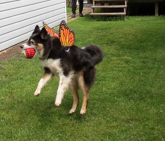 Butterfly Pictures Dog Wearing Butterfly Wings