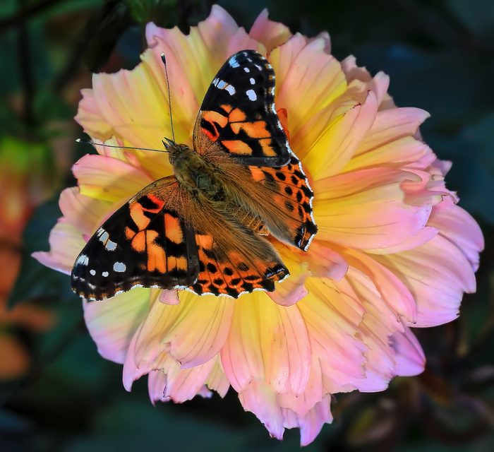 Butterfly Pictures Painted Lady On Flower