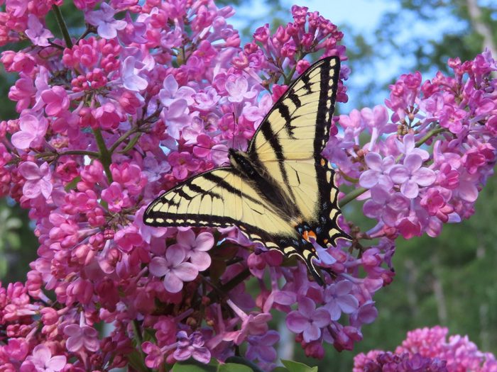 Butterfly Pictures Swallowtail On Lilac