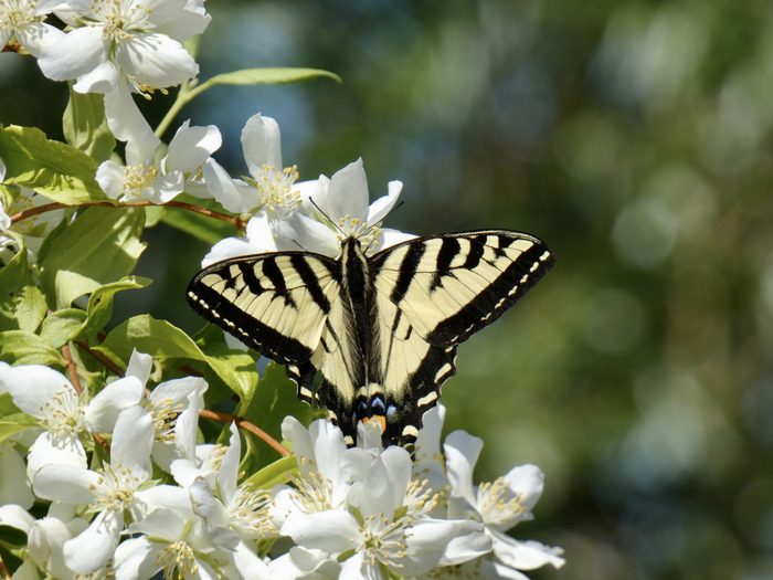 Butterfly Pictures Tiger Swallowtail On Mock Orange Bush