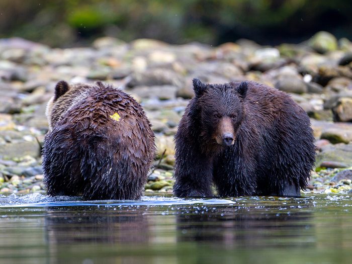 Great Bear Rainforest - Grizzly bears