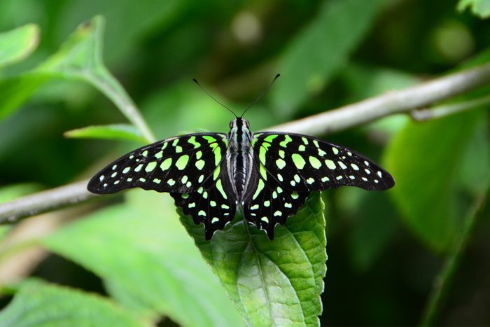 Green And Black Butterfly