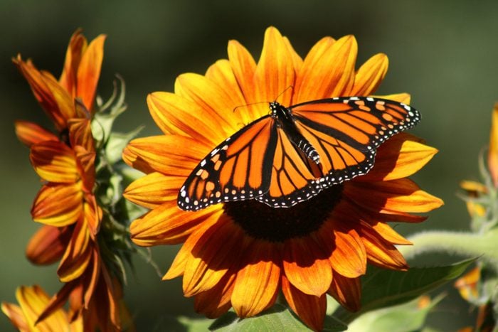 Monarch On Sunflower