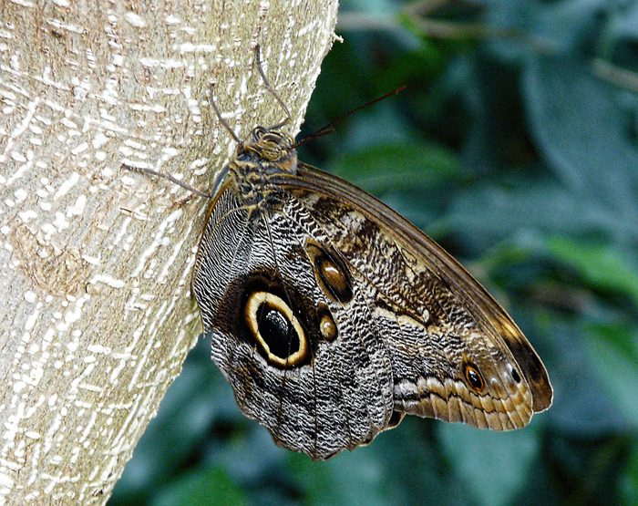Owl Butterfly On Tree