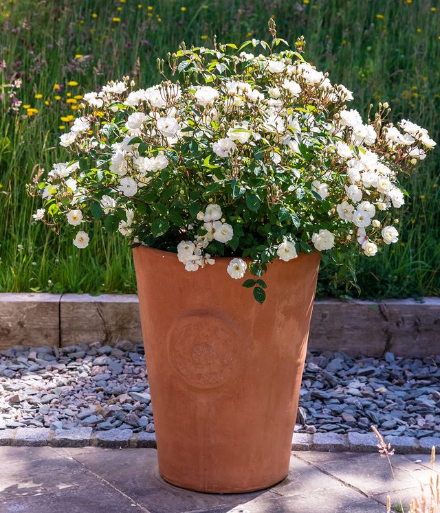 Tall outdoor planter pot with flowers