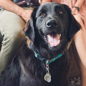 Benefits of Having A Dog - Black Dog Smiling