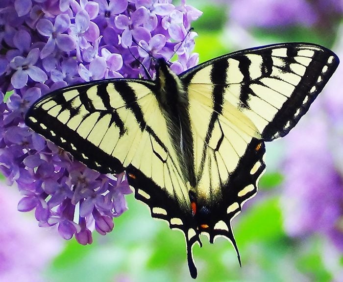 Yellow Swallowtail On Lilac