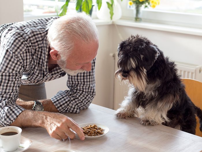 Best dogs for seniors - miniature schnauser