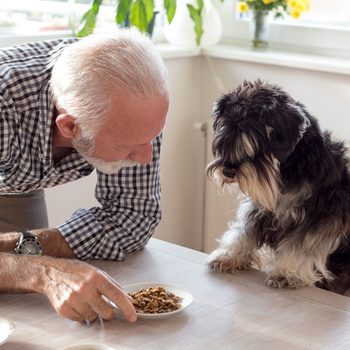 Best dogs for seniors - miniature schnauzer