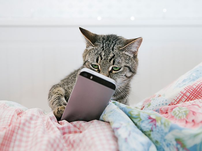 Cat on smartphone