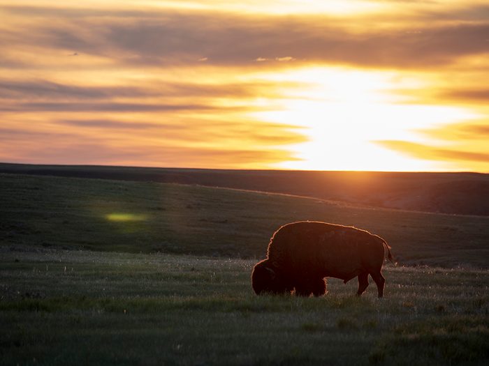 Grasslands National Park, Saskatchewan - plains bison