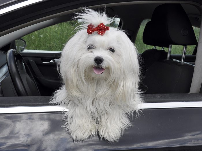 Maltese dog in car
