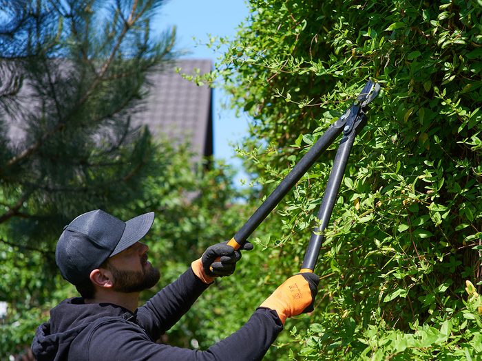 Man landscaping bush