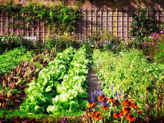 Money Saving Tips Vegetable Garden