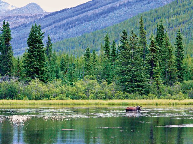 Places To Visit In Yukon - Moose In Pond