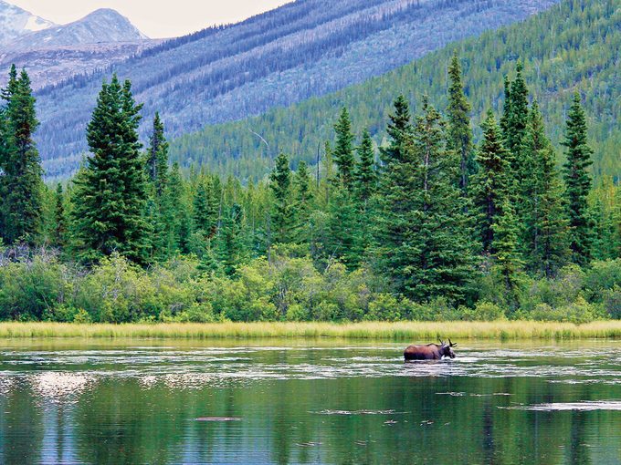 Places To Visit In Yukon - Moose In Pond