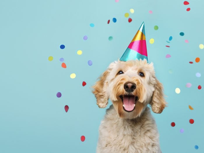 Birthday jokes - happy birthday dog