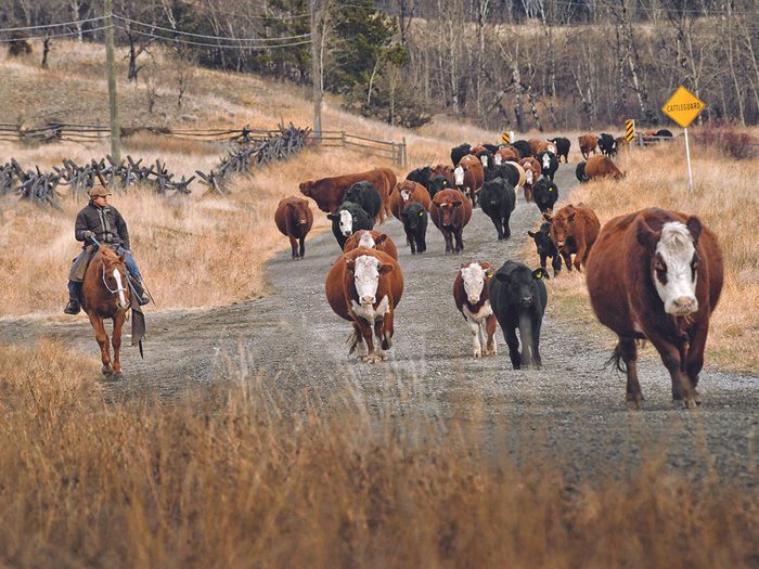 Chilcotin BC - Cattle Ranching