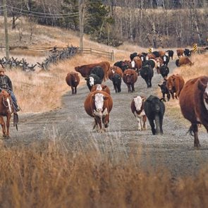 Chilcotin BC - Cattle Ranching