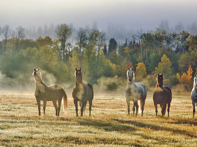 Chilcotin BC - Horses At Morning