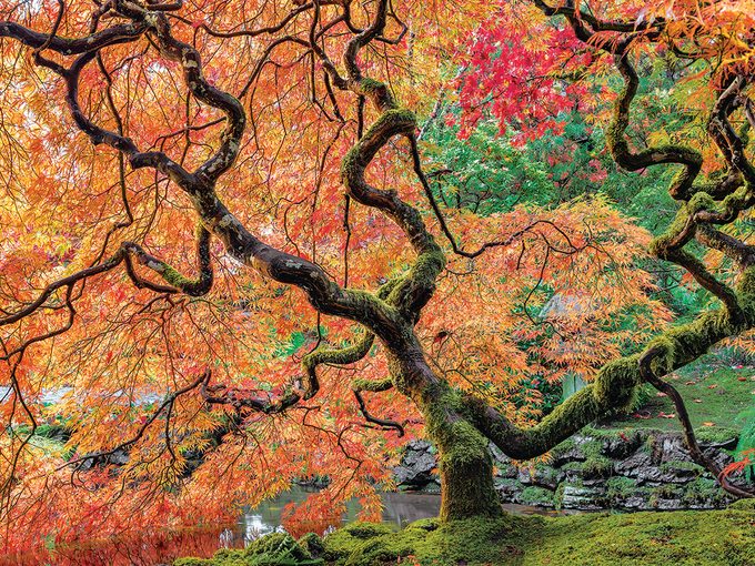 Japanese Maple at Butchart Gardens, Vancouver Island