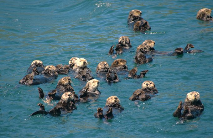 Sea Otters - Vancouver Island West Coast