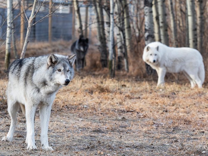 Yamnuska Wolfdog Sanctuary in Alberta