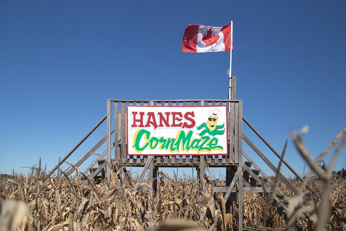Corn Maze Ontario - Hanes Corn Maze