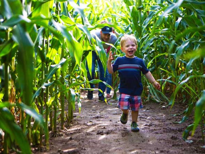 Corn Maze Ontario - Strom's Farm