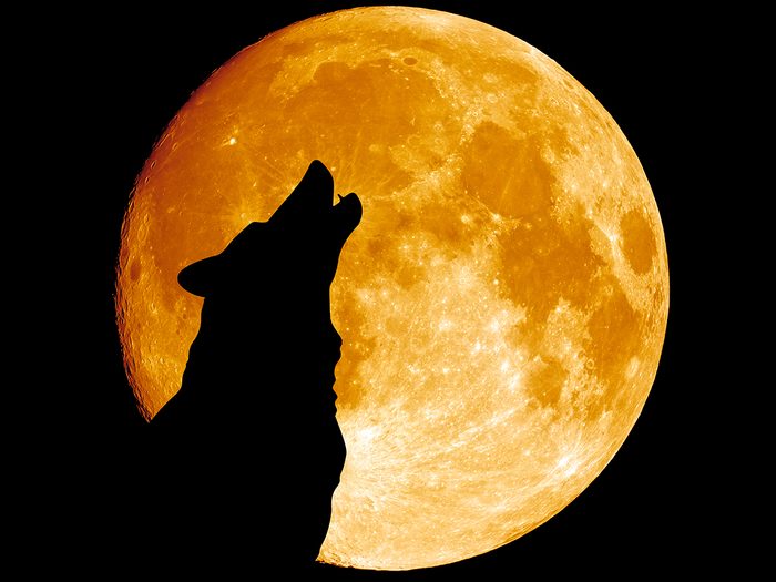 Creepy facts - wolf howling at moon