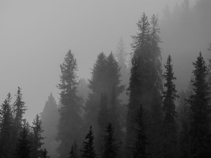 Dark and misty forest