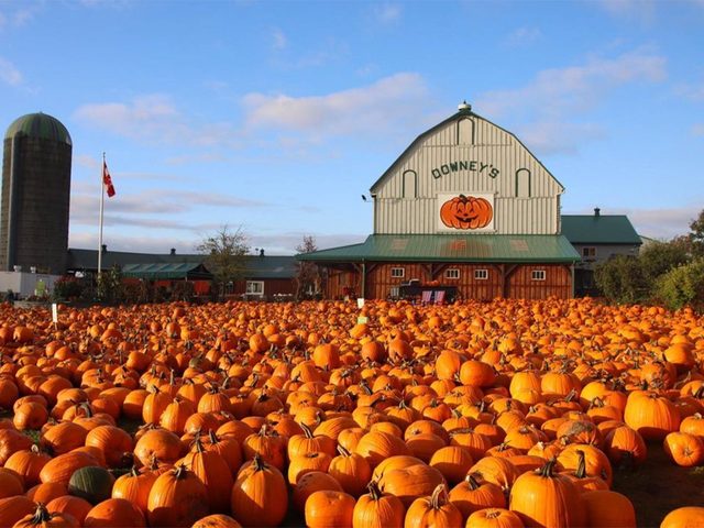 Downeys Farm - Pumpkinfest