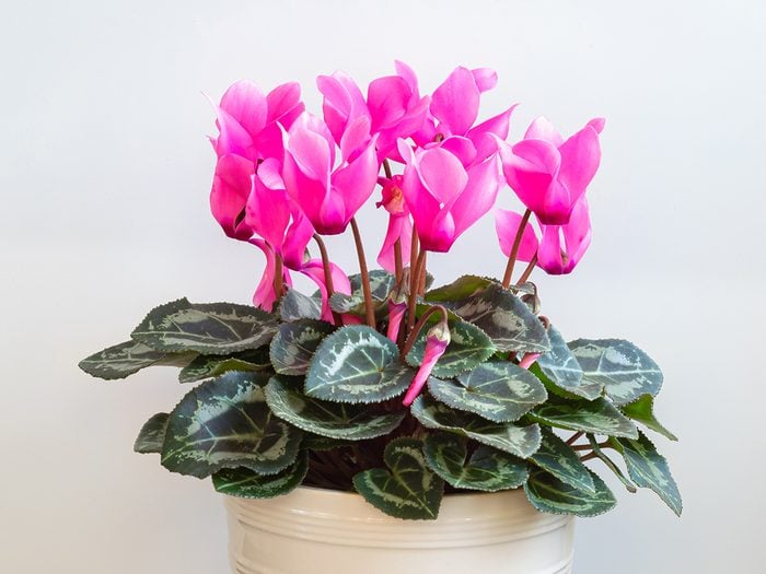 Hardy indoor plants - potted cyclamen