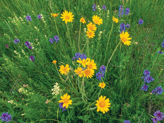 Kleskun Hill - Native Wildflowers